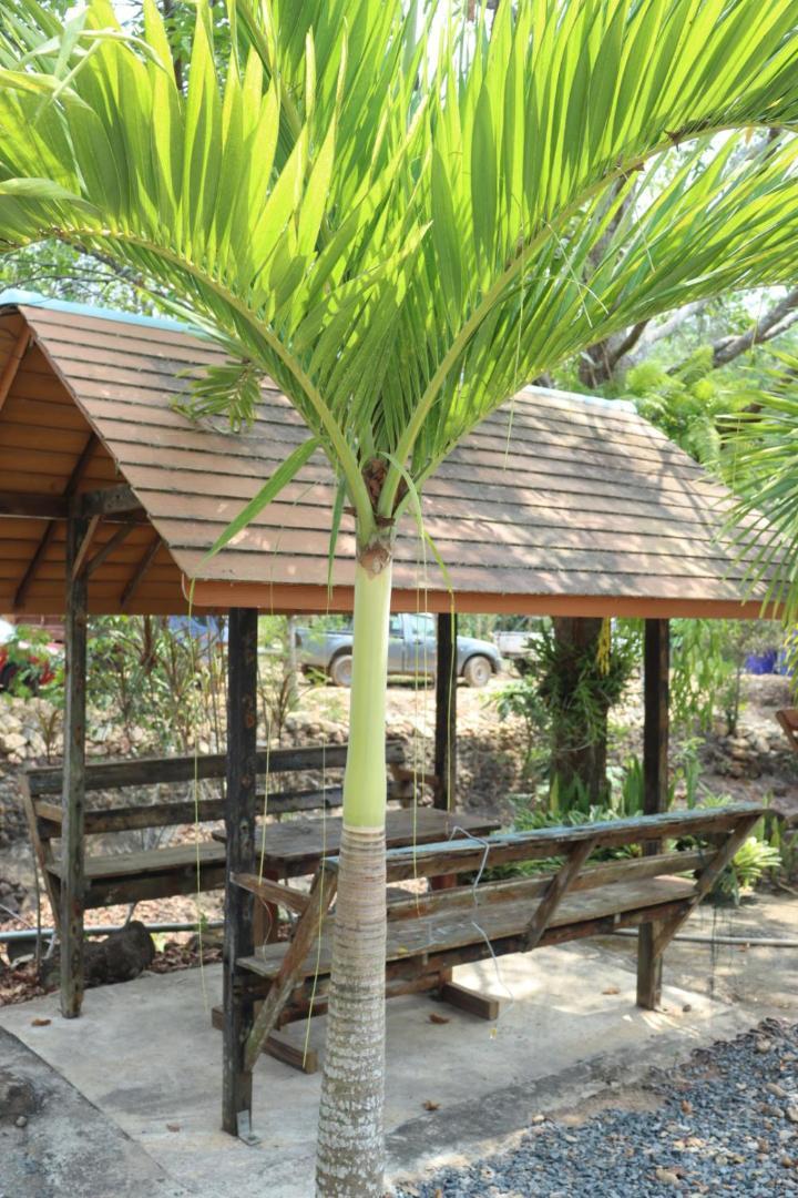 Baanrimklong Bungalow Koh Chang Værelse billede